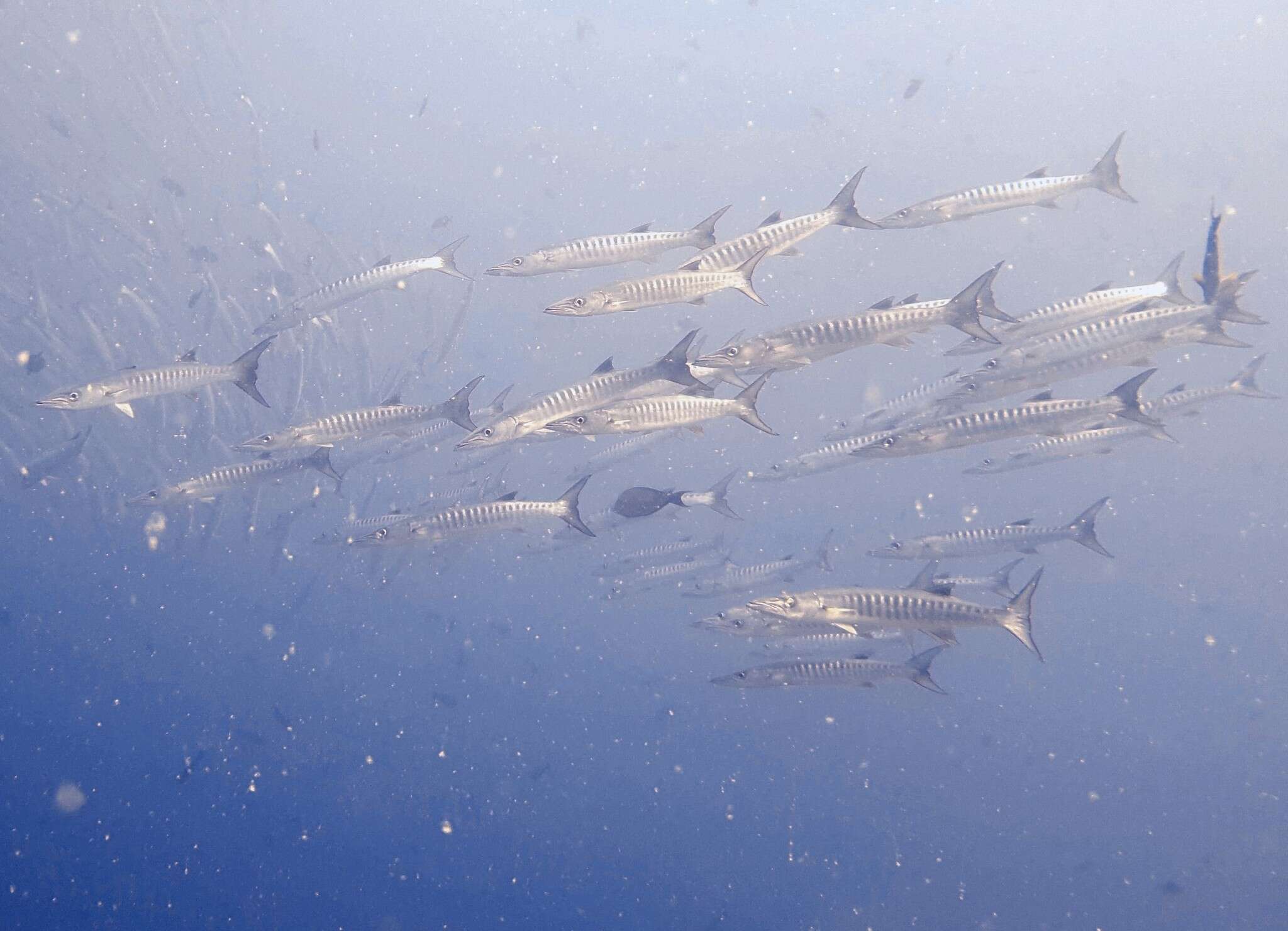 Image of Blackfin barracuda