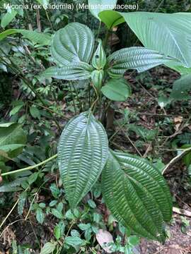 Image of Miconia septuplinervia