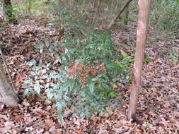 Image of nandina