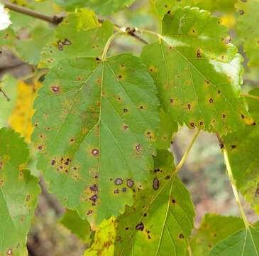 Cercospora moricola Cooke 1884 resmi