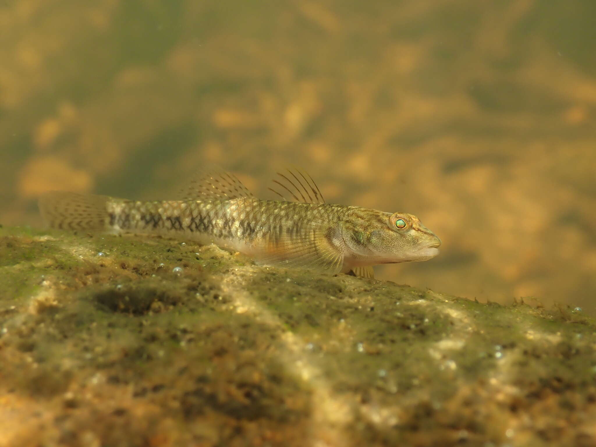 Image of Rhinogobius leavelli (Herre 1935)