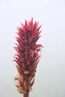 Image of Pitcairnia bifrons (Lindl.) Read