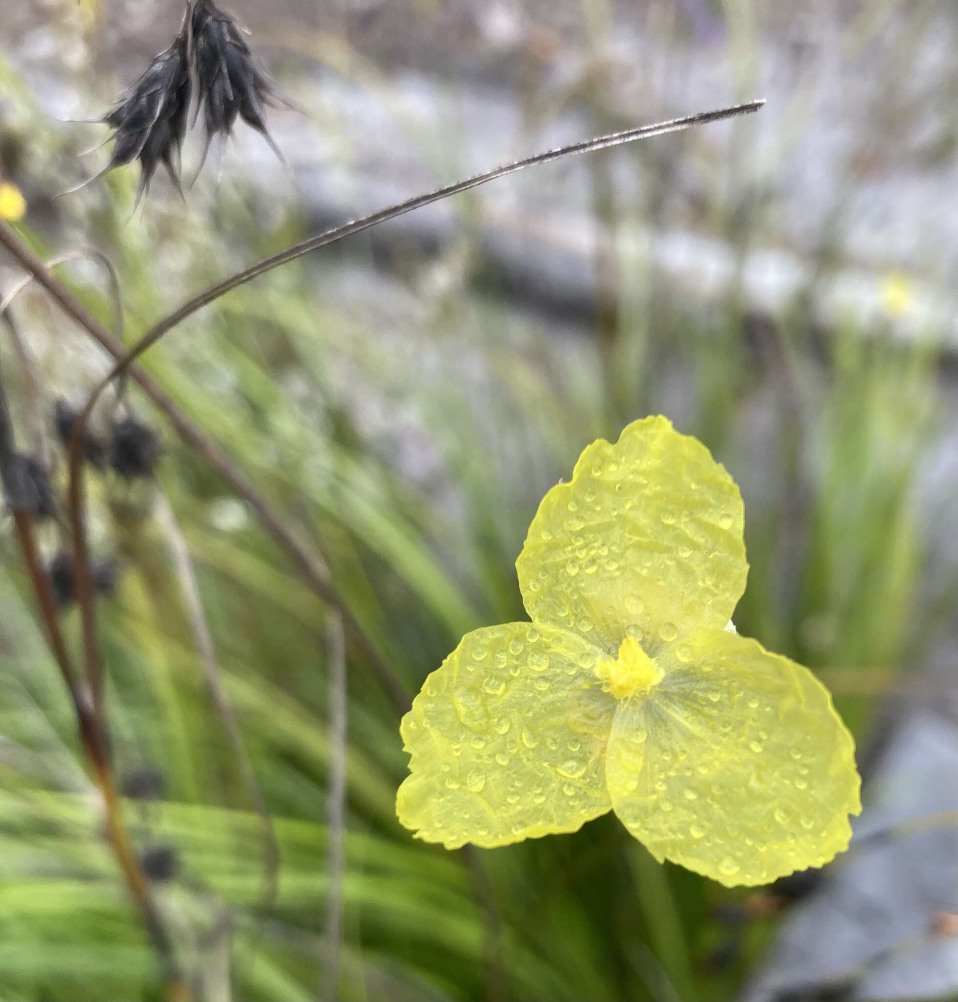 Image of Patersonia umbrosa Endl.