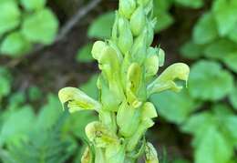 Imagem de Pedicularis bracteosa var. latifolia (Pennell) Cronq.