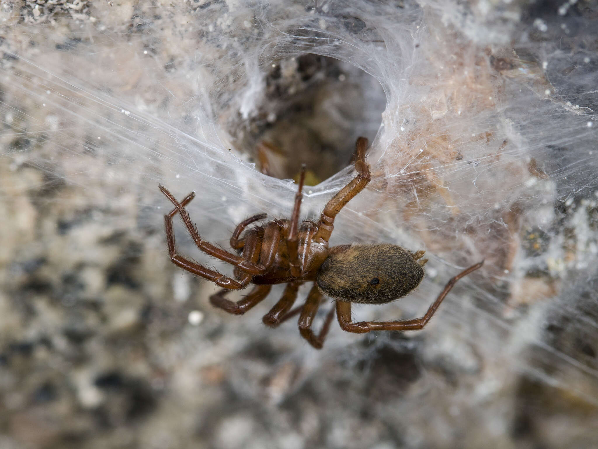 Image of Coelotes striatilamnis Ovtchinnikov 2000