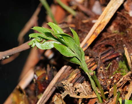 Image of Tmesipteris obliqua R. J. Chinnock