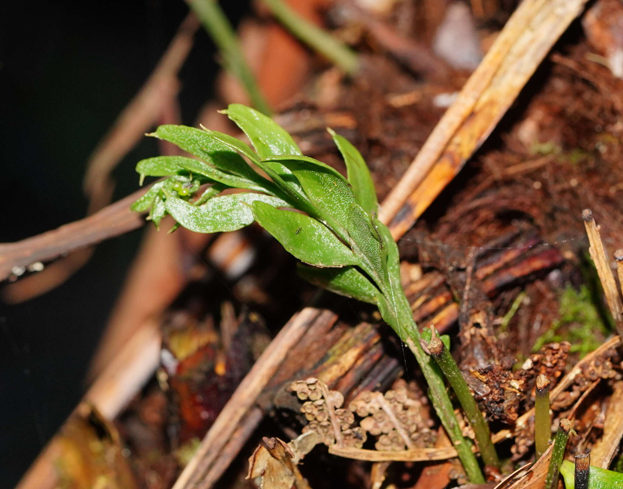 Image de Tmesipteris obliqua R. J. Chinnock