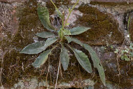 Image of Hieracium australe R. E. Fr.