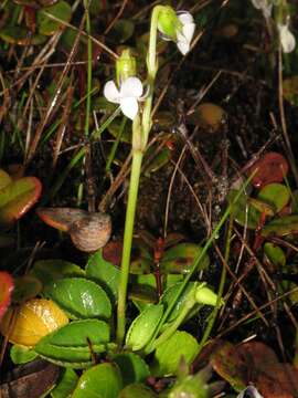 Image of Hawai'i bog violet