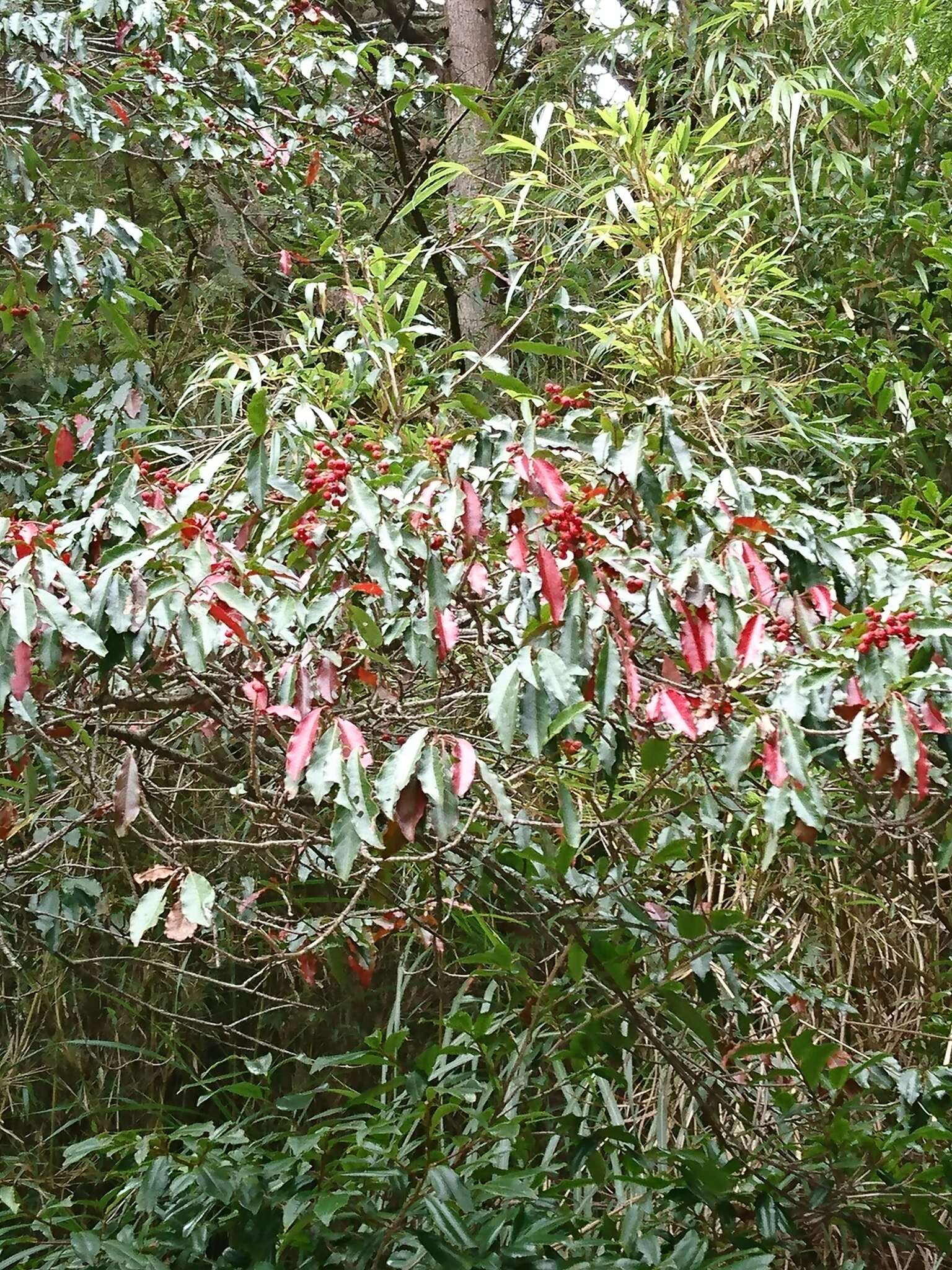 紅果樹屬的圖片