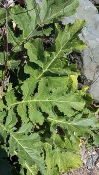 Image of Crambe koktebelica (Junge) N. Busch