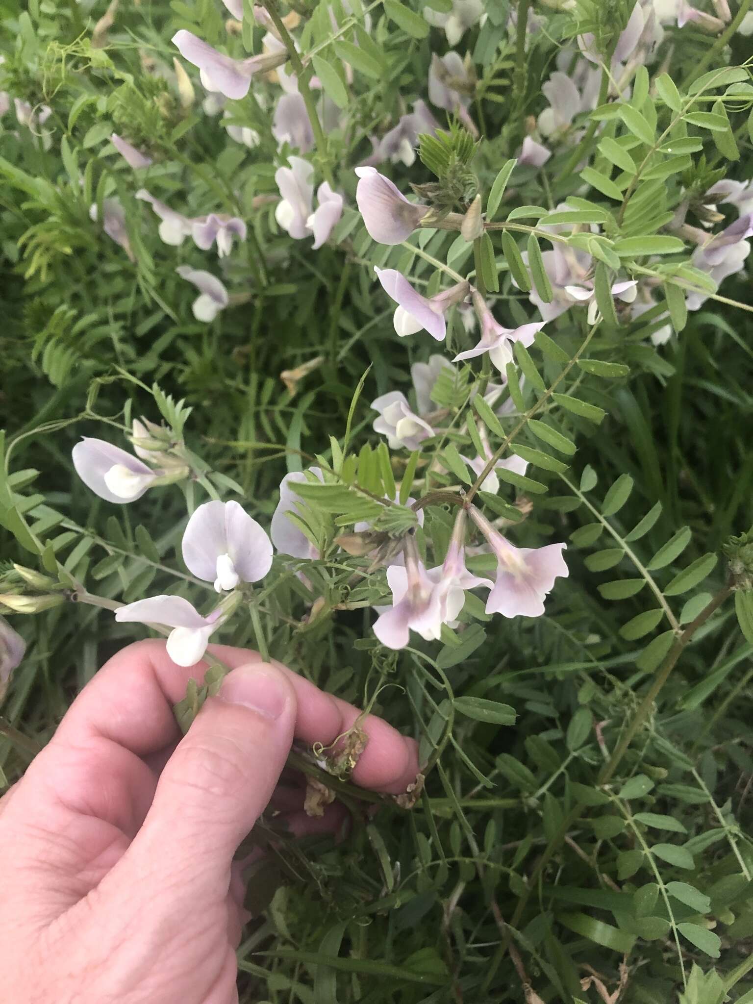 Слика од Vicia grandiflora Scop.