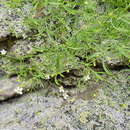 Слика од Moehringia diversifolia Dolliner ex Koch