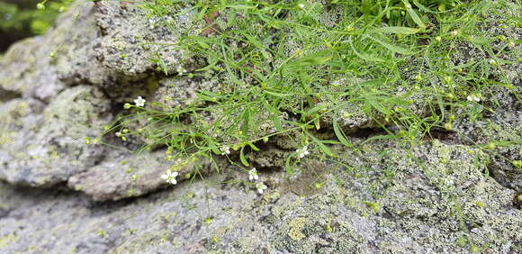 Imagem de Moehringia diversifolia Dolliner ex Koch