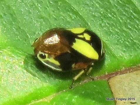 Image of Dogwood Spittlebug