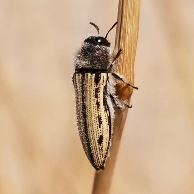 Imagem de Acmaeodera pubiventris yumae Knull 1937