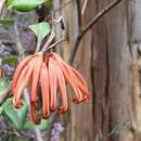 Image of Grevillea oxyantha subsp. oxyantha