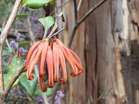 Image of Grevillea oxyantha subsp. oxyantha