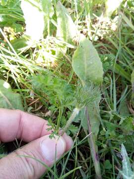 Image of Daucus carota subsp. maximus (Desf.) Ball