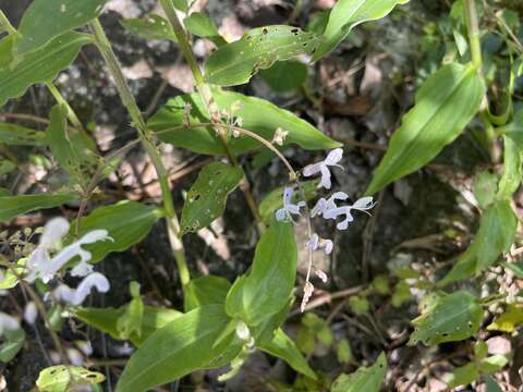 Image de Plectranthus verticillatus (L. fil.) Druce