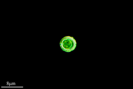 Image of <i>Phacotus lenticularis</i>