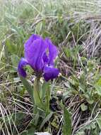 Image of Iris furcata M. Bieb.