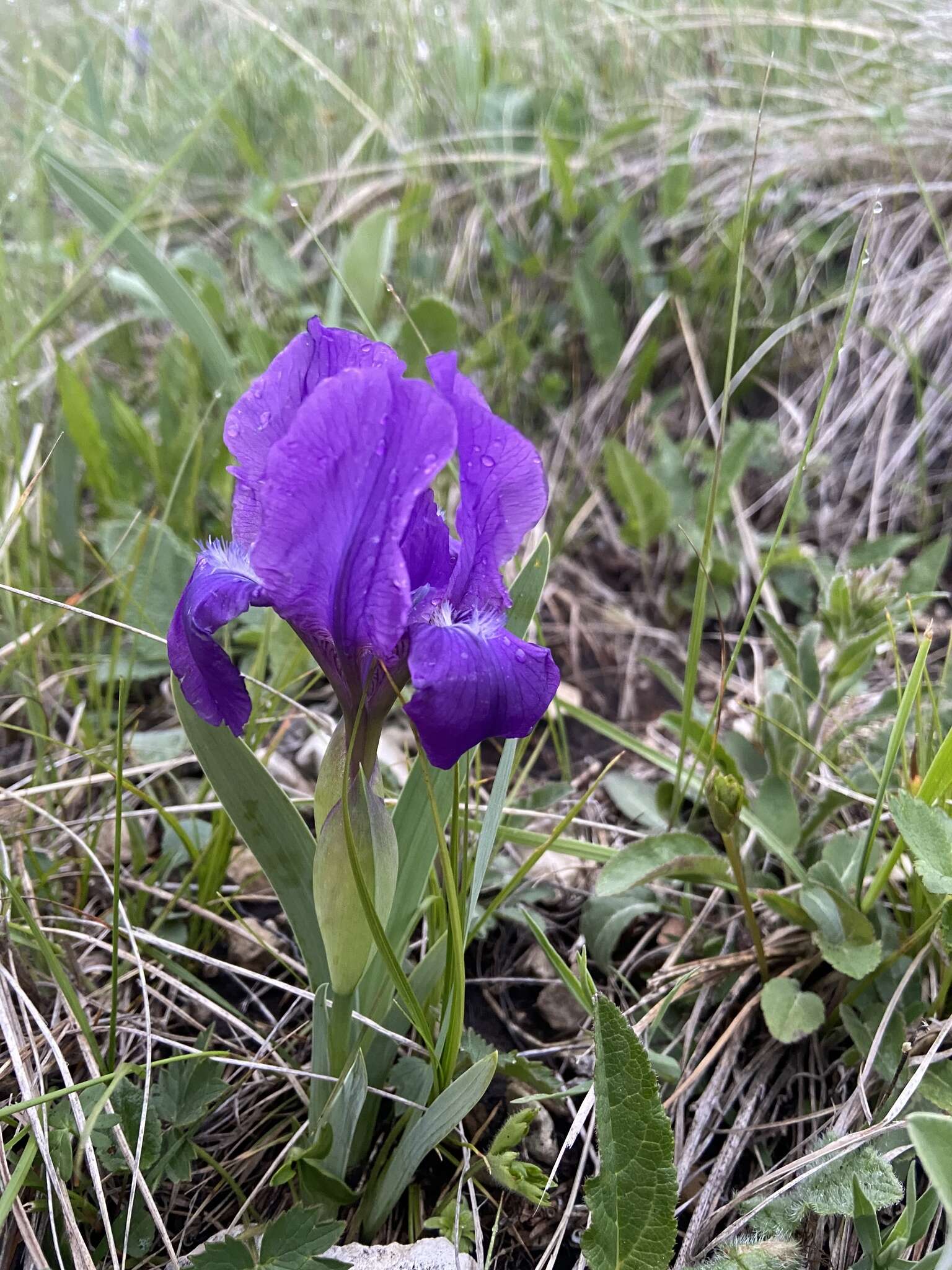 Image of Iris furcata M. Bieb.