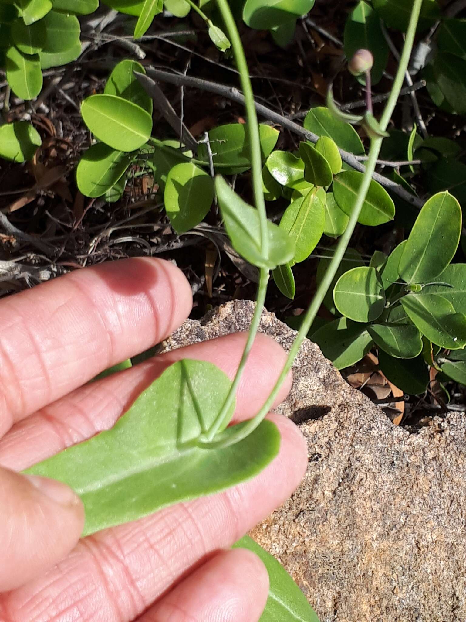 Image of Othonna perfoliata (L. fil.) Sch. Bip.