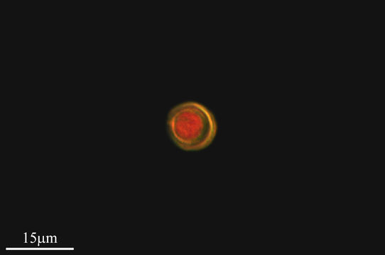 Image of <i>Phacotus lenticularis</i>