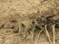Image of Malbrouck Monkey