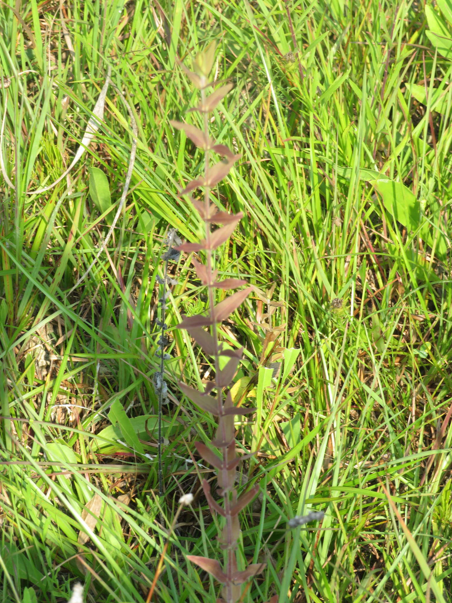 Image of earleaf false foxglove