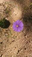 Imagem de Ipomoea ternifolia var. leptotoma (Torr.) J. A. Mc Donald