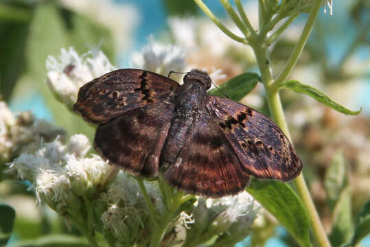 Image of Chiomara mithrax Möschler 1878