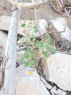 Image of rock phacelia