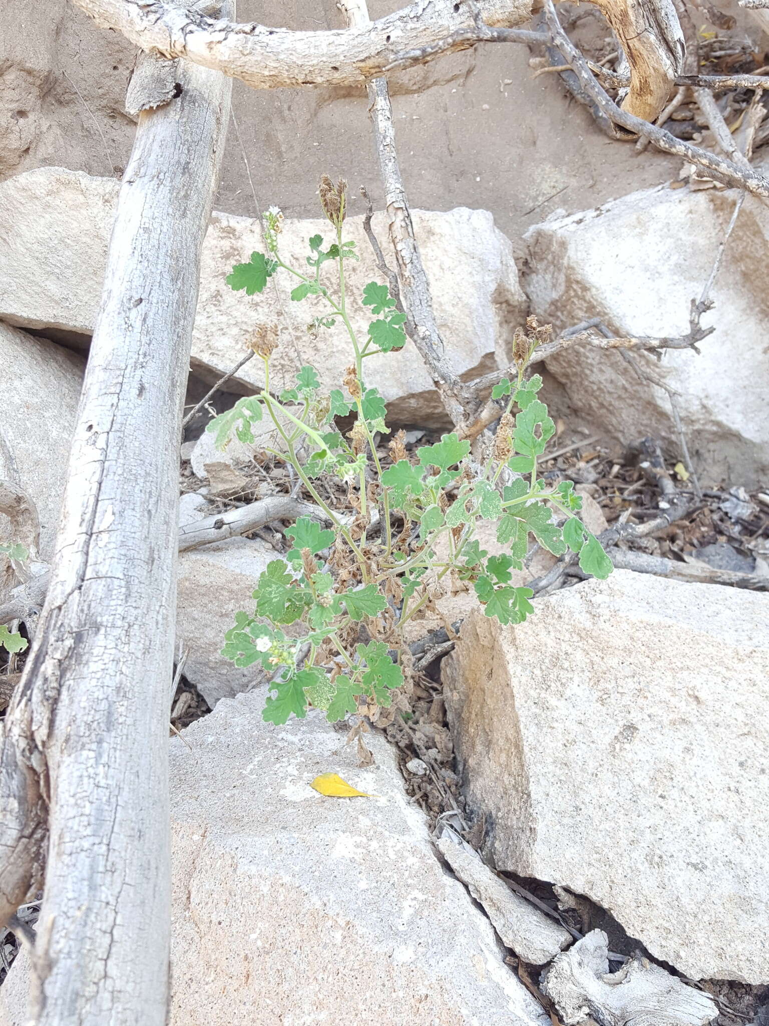 Phacelia rupestris Greene的圖片