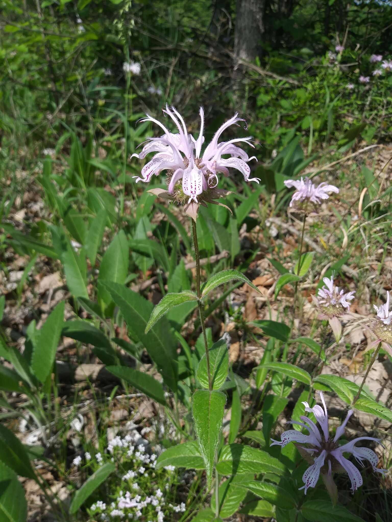 Image of eastern beebalm