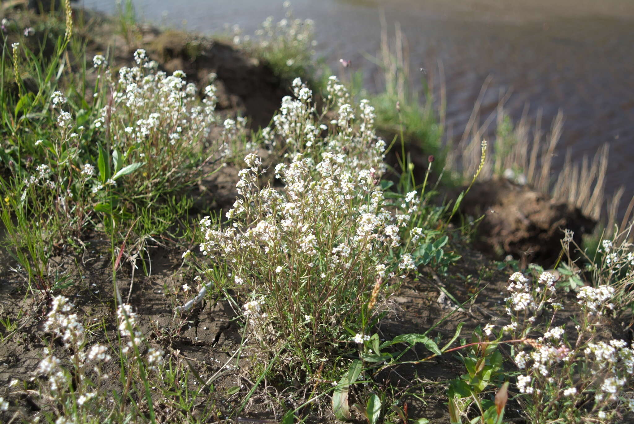 Imagem de Braya humilis (C. A. Mey.) B. L. Rob.