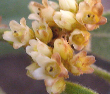 Sivun Euclea natalensis subsp. angustifolia F. White kuva