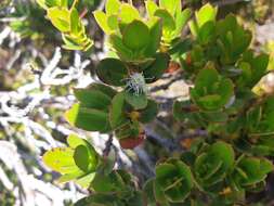 Image of Eucalyptus vernicosa Hook. fil.