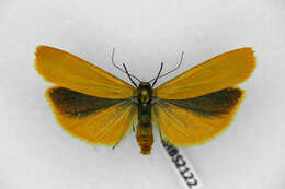 Image of Eilema lutarella Linnaeus 1758