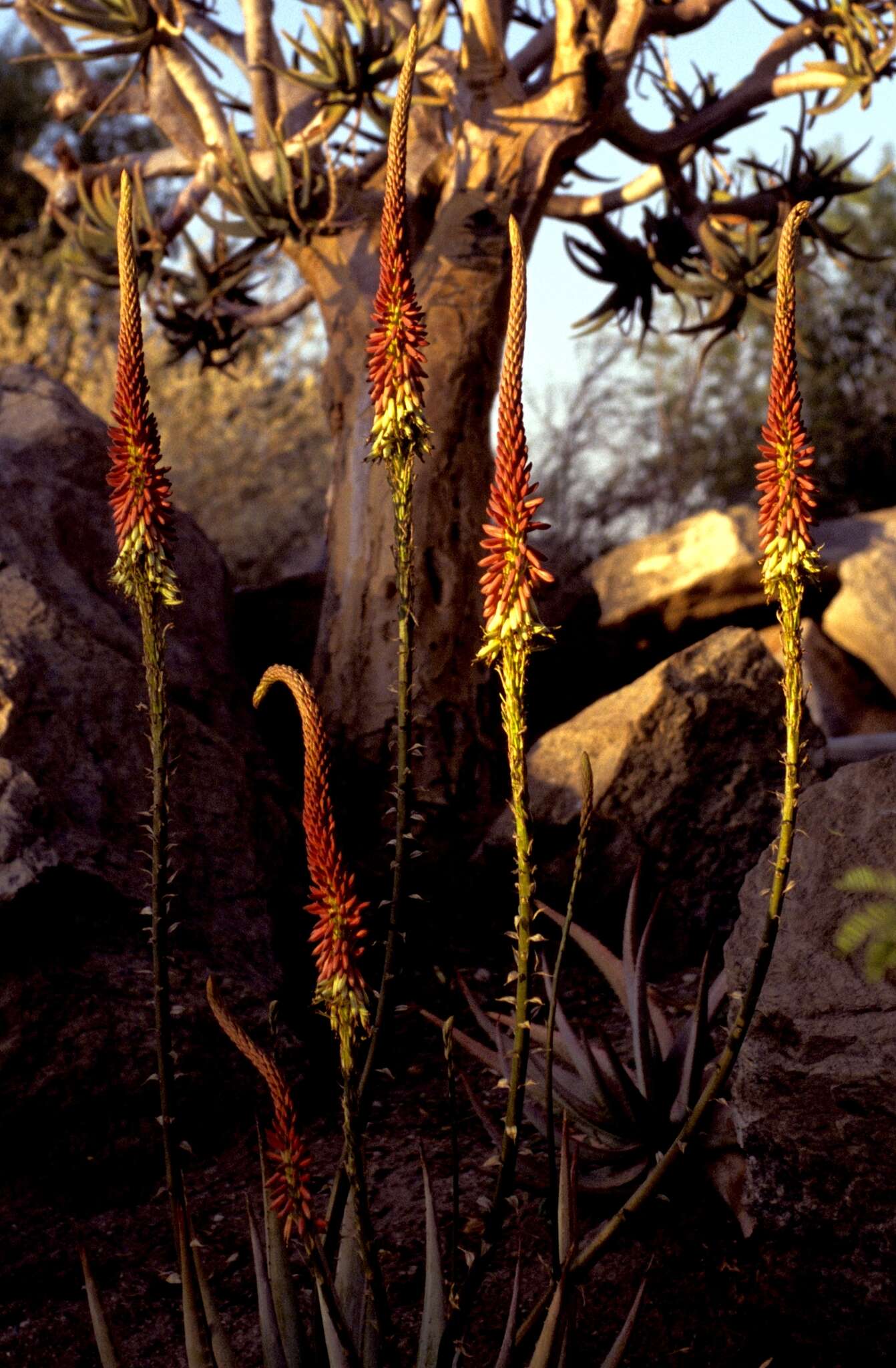 Image of Aloe gariepensis Pillans