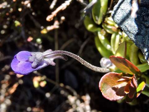 Image of Pinguicula leptoceras Rchb.