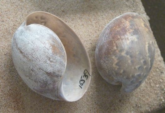 Image of <i>Bulla gouldiana</i> Pilsbry 1895