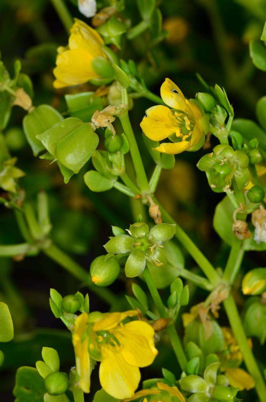 Image of Roepera apiculata (F. Müll.) Beier & Thulin