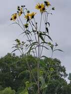 Sivun Helianthus grosseserratus M. Martens kuva