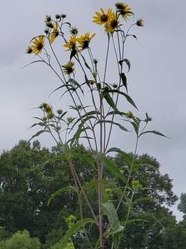 Image of sawtooth sunflower