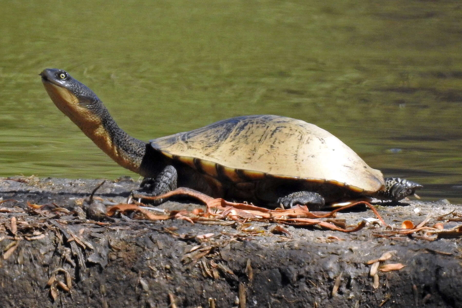 Image of Common Snake-necked Turtle