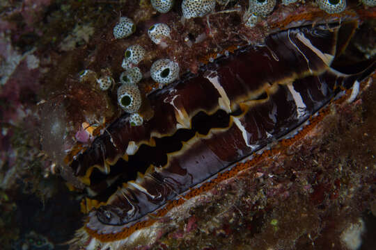 Image of Thorny oyster