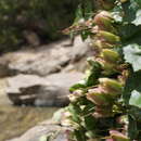 Image of Lophospermum purpusii (Brandegee) Rothm.