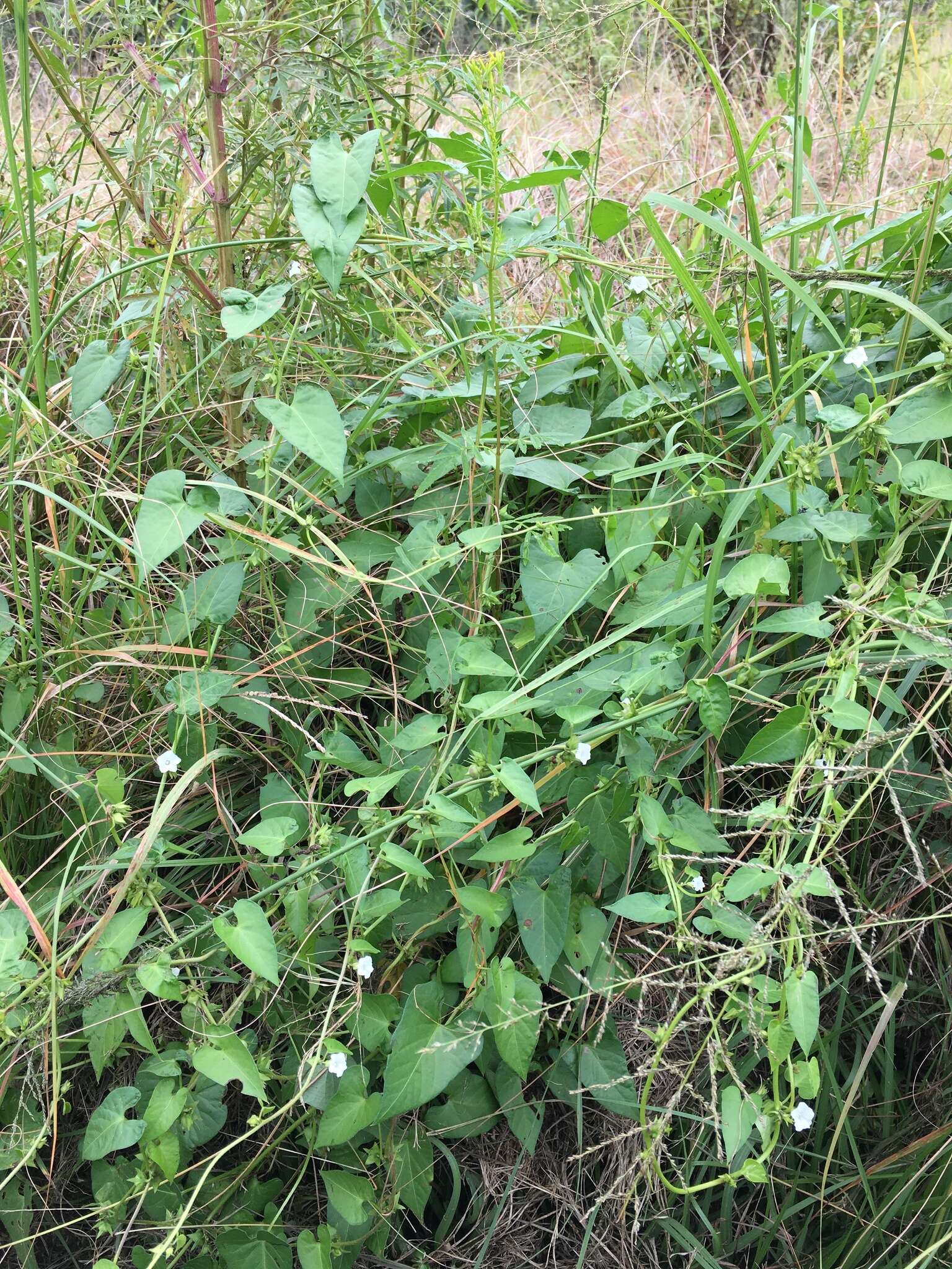 Image of Ipomoea biflora (L.) Pers.